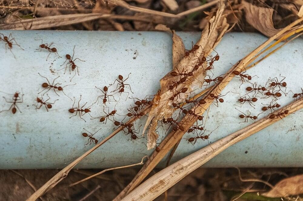Fire Ants Invading Yard