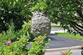 Hornet Nest in Tree? Call Mosquito Free