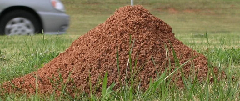 Fire Ants Invading Your Yard? Call Mosquito Free
